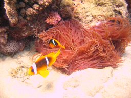 marsa_alam_200510 197